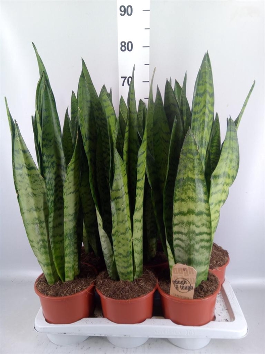 <h4>Sansevieria zeylanica</h4>