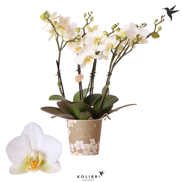 <h4>Kolibri Orchids Phalaenopsis Blossom Lausanne 4spike</h4>