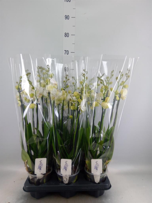 <h4>Phalaenopsis 'Ant Inverness'</h4>