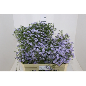 ASTER LILAS MAÇO