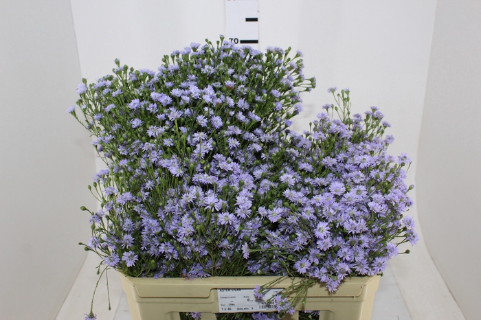 <h4>ASTER LILAS MAÇO</h4>