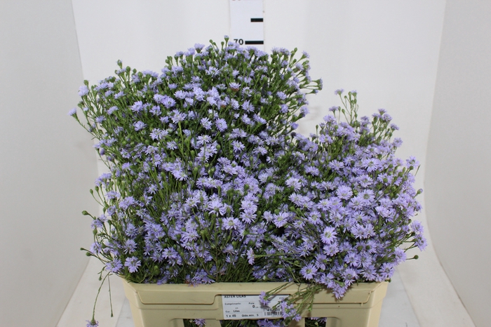ASTER LILAS MAÇO