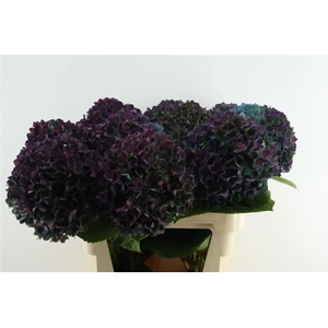 Hydr M. Cl. Pimpernel 80-22