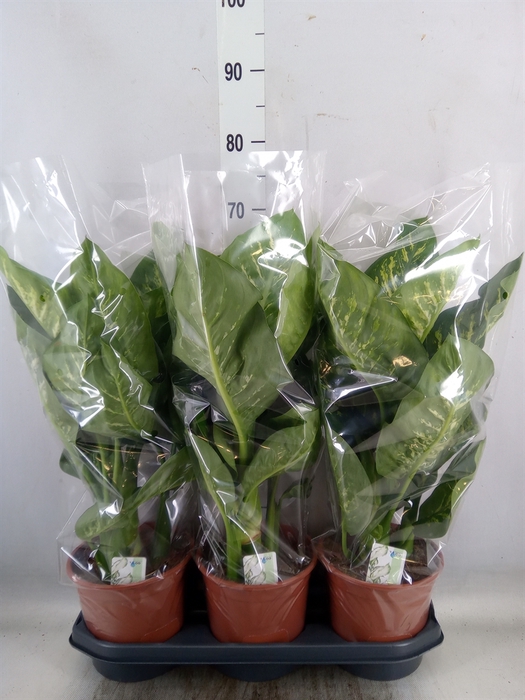 <h4>Dieffenbachia seg. 'Tropic Snow'</h4>