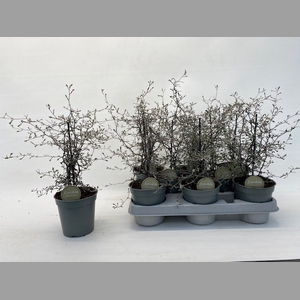 COROKIA COTONEASTER