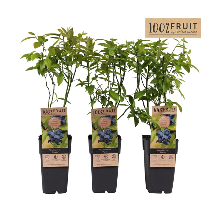 <h4>Vaccinium corymbosum 'Patriot' P15</h4>