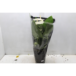 ANTHURIUM ALASKA P17 PREMIUM