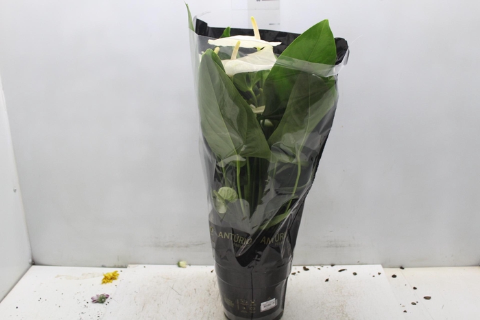 <h4>ANTHURIUM ALASKA P17 PREMIUM</h4>