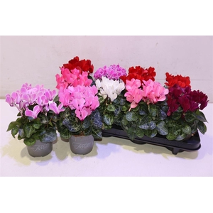 arr8 Cycl Kl Sup Carino