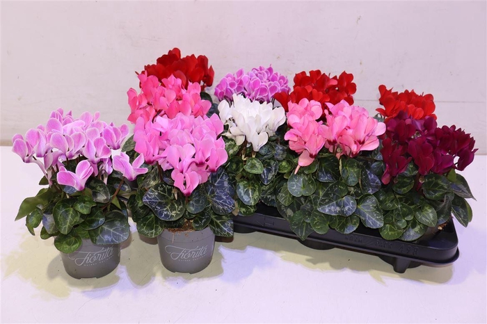 <h4>arr8 Cycl Kl Sup Carino</h4>