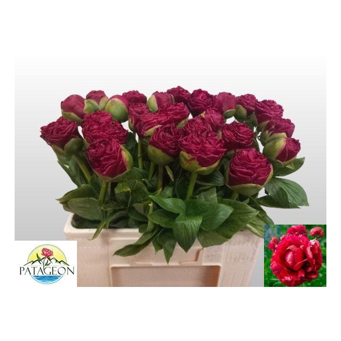 <h4>PAEO HENRY BOCKSTOCE</h4>