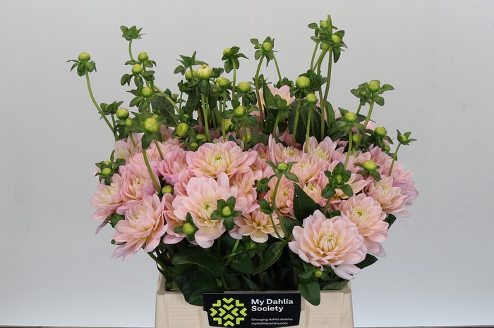 <h4>Dahlia Dianas Memory</h4>