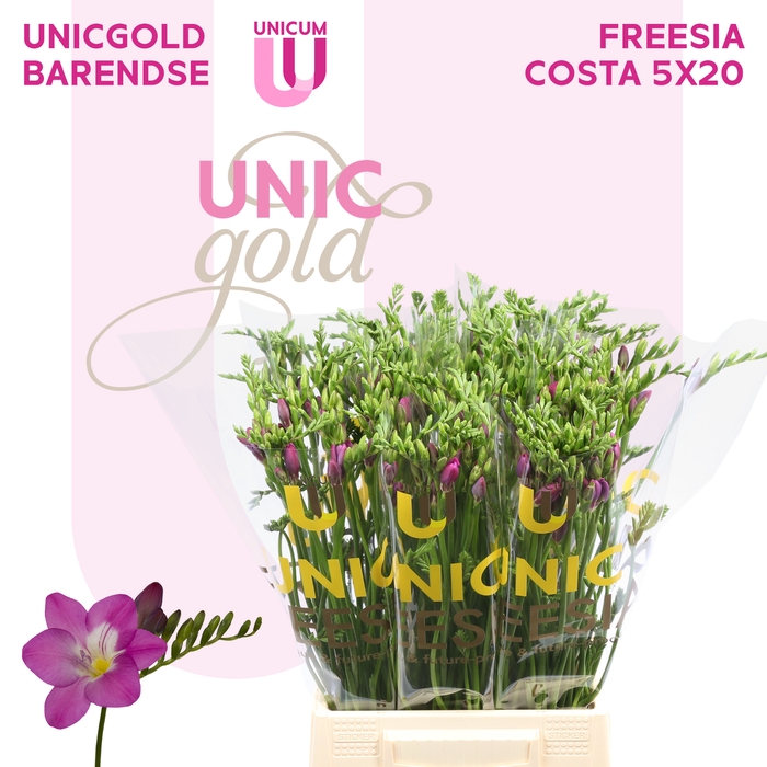 <h4>UG Barendse - Costa 5x20</h4>