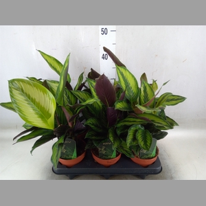 Calathea  'Beautystar'