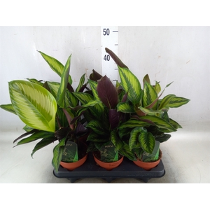 Calathea  'Beautystar'