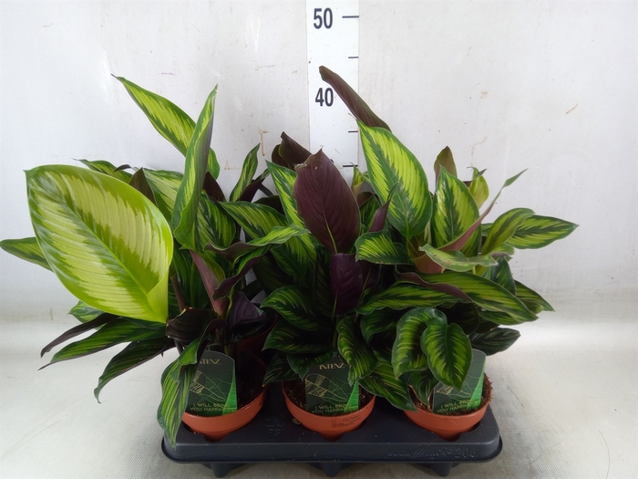 <h4>Calathea  'Beautystar'</h4>