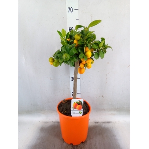 Citrus   ...