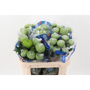 Chr G Green Alemani Ecu