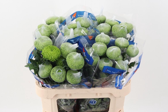 <h4>Chr G Green Alemani Ecu</h4>