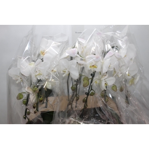 PHALAENOPSIS CASCATA ESPECIAL P15 BRANCO MIN 8 FLS