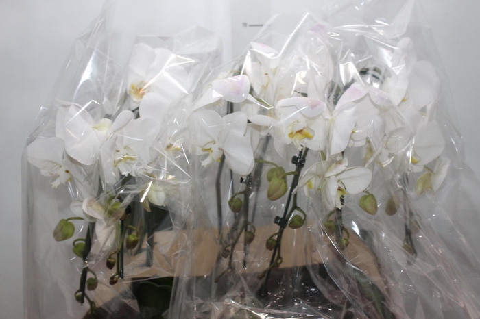 <h4>PHALAENOPSIS CASCATA ESPECIAL P15 BRANCO MIN 8 FLS</h4>