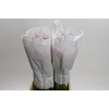 Zantedeschia Eydolls Purple White