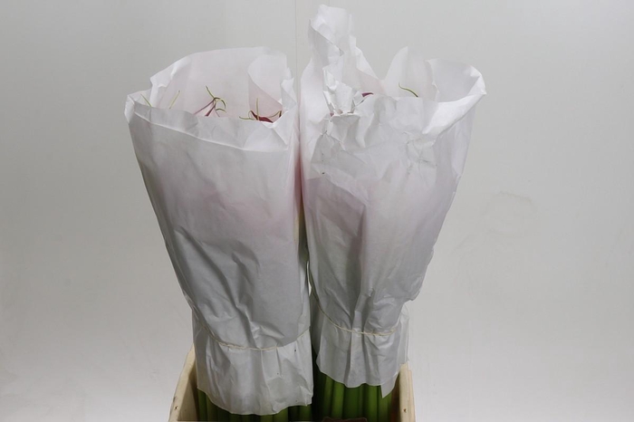 <h4>Zantedeschia Eydolls Purple White</h4>
