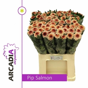 CHR G PIP SALMON