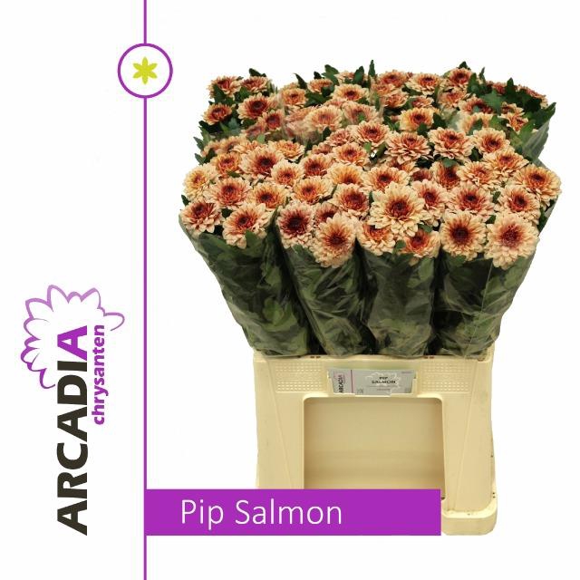 <h4>CHR G PIP SALMON</h4>