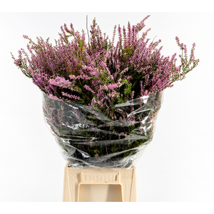 Erica Pink (Per Bunch)
