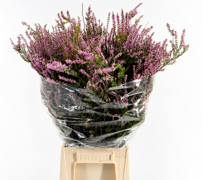 <h4>Erica Pink (Per Bunch)</h4>
