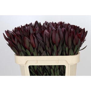 Leucadendron Saf Sunset Dark R.