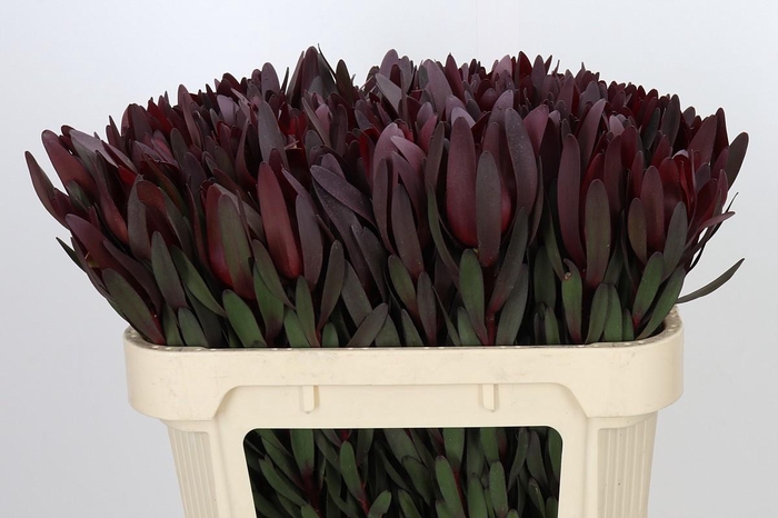 <h4>Leucadendron Saf Sunset Dark R.</h4>