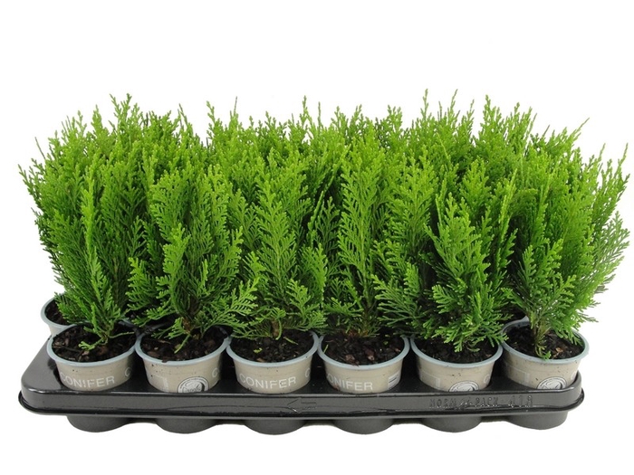 <h4>Chamaecyparis lawsoniana 'Green Pillar' P9</h4>