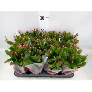 Schlumbergera   ...