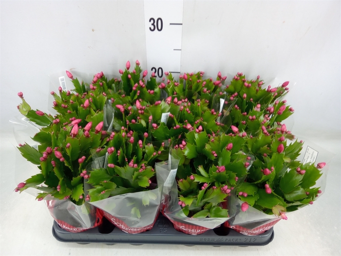 <h4>Schlumbergera   ...</h4>