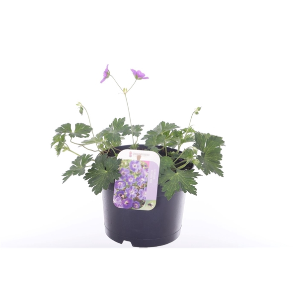<h4>Geranium Rozanne</h4>