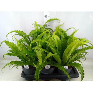 Asplenium antiquum 'Osaka'