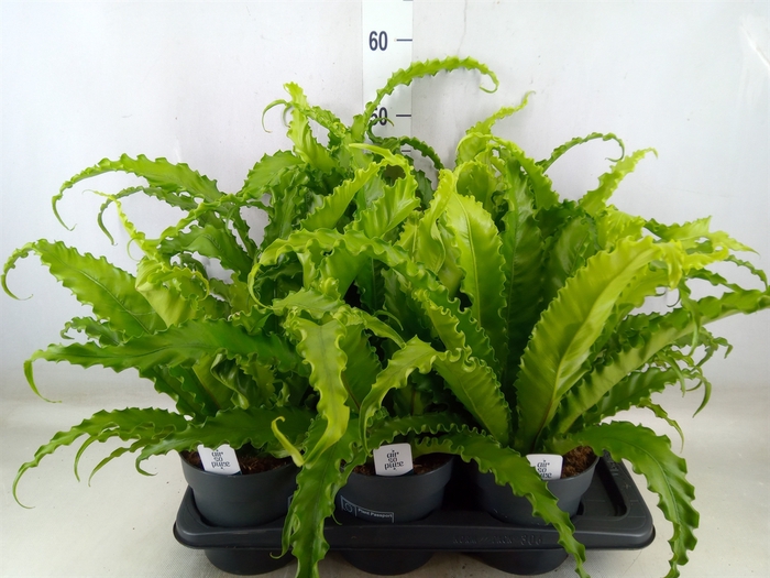 <h4>Asplenium antiquum 'Osaka'</h4>