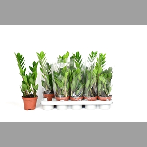 ZAMIO ZAMIIFOLIA