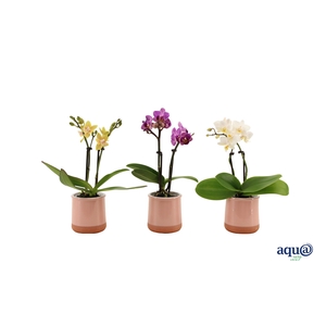 Valencia Roze Tiny Dolls Mix 2T10+ aqu@