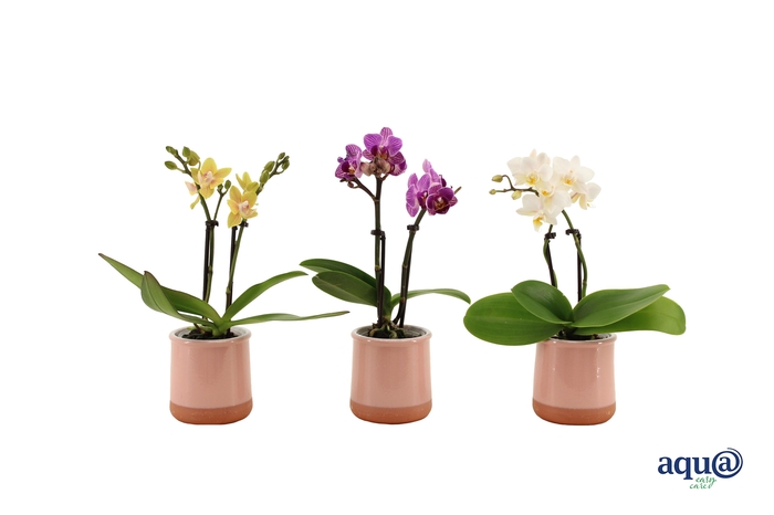 <h4>Valencia Roze Tiny Dolls Mix 2T10+ aqu@</h4>