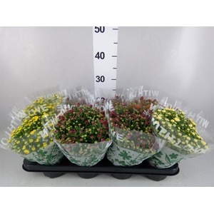 Chrysanthemum   ..mix 5