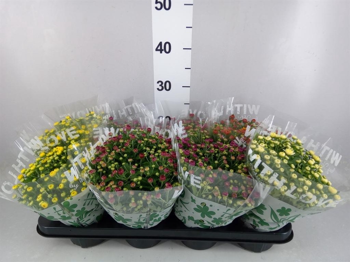 <h4>Chrysanthemum   ..mix 5</h4>