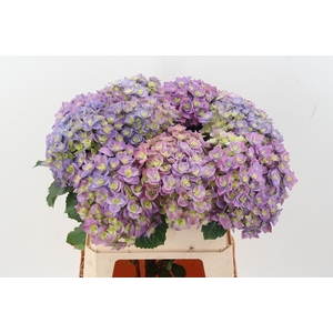 Hydr M Roy Majest Bl