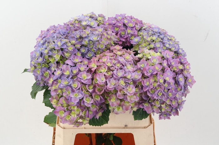 <h4>Hydr M Roy Majest Bl</h4>