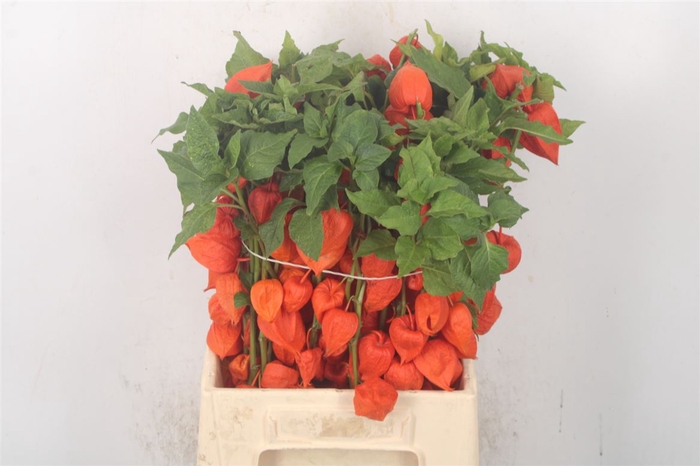 <h4>Physalis Lampion Branch</h4>