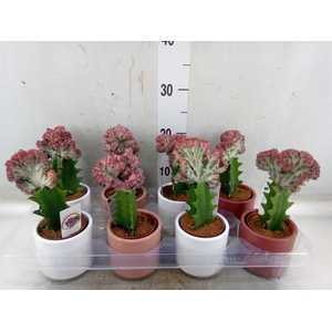Euphorbia lactea 'Cristata'