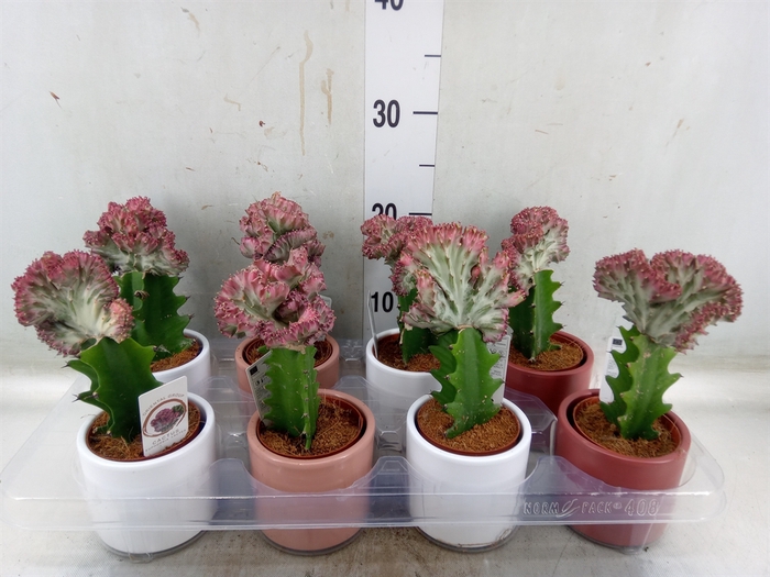 <h4>Euphorbia lactea 'Cristata'</h4>