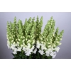 Antirrhinum Potomac Early White